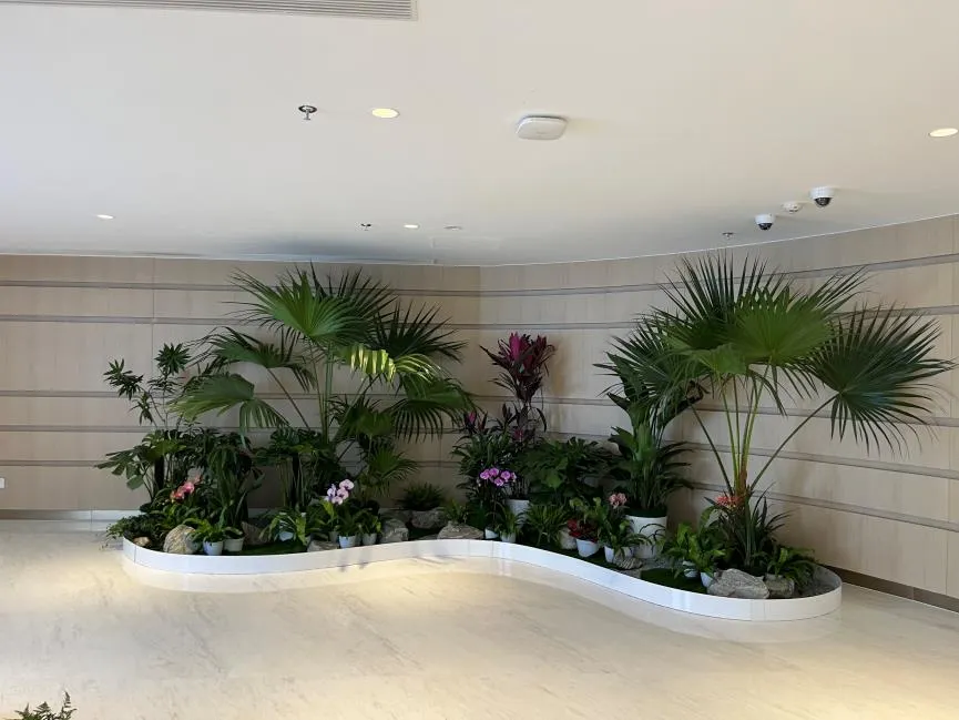 北仑花木出租专业